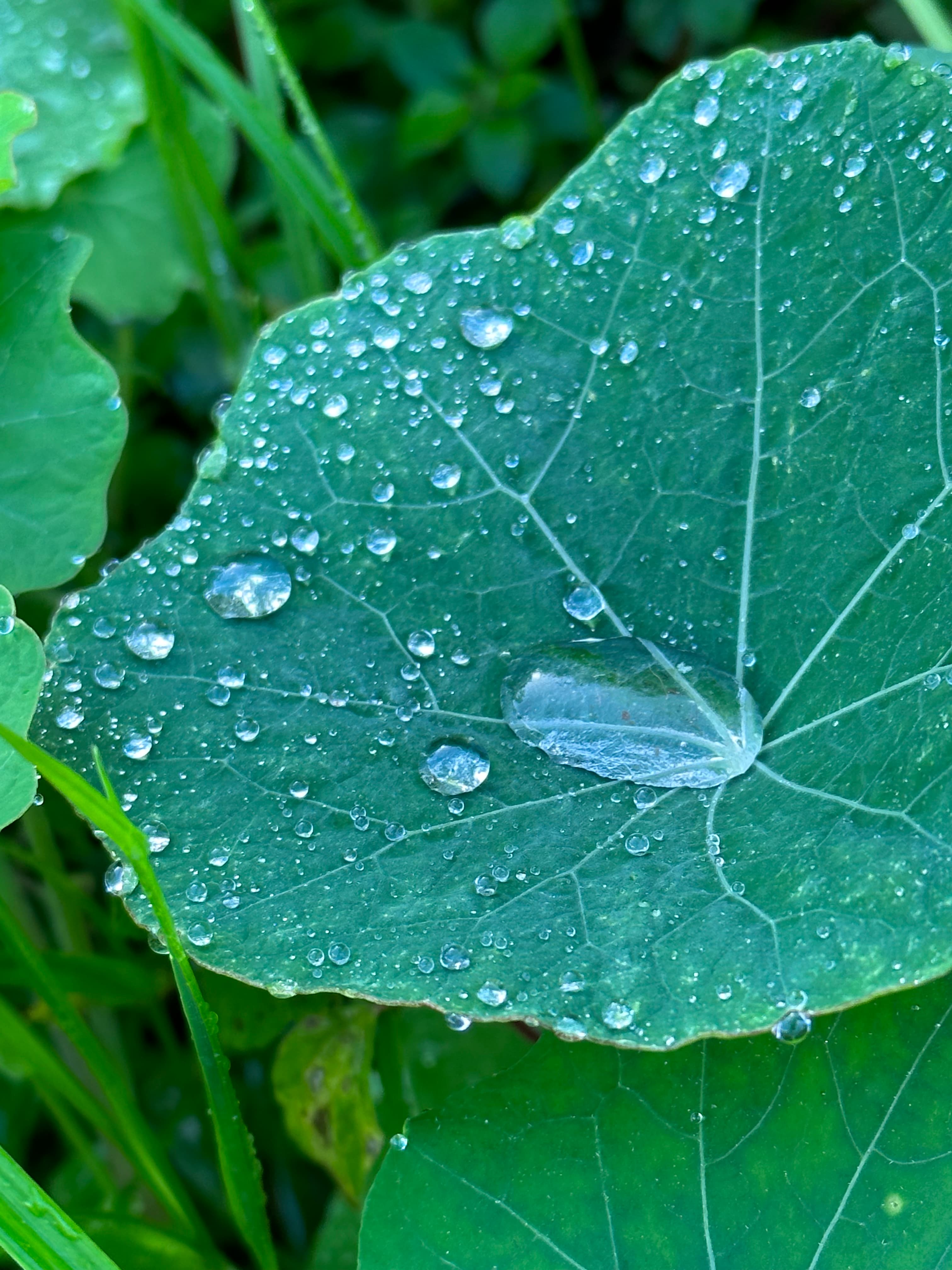 The Solitary Shoe's Meditation