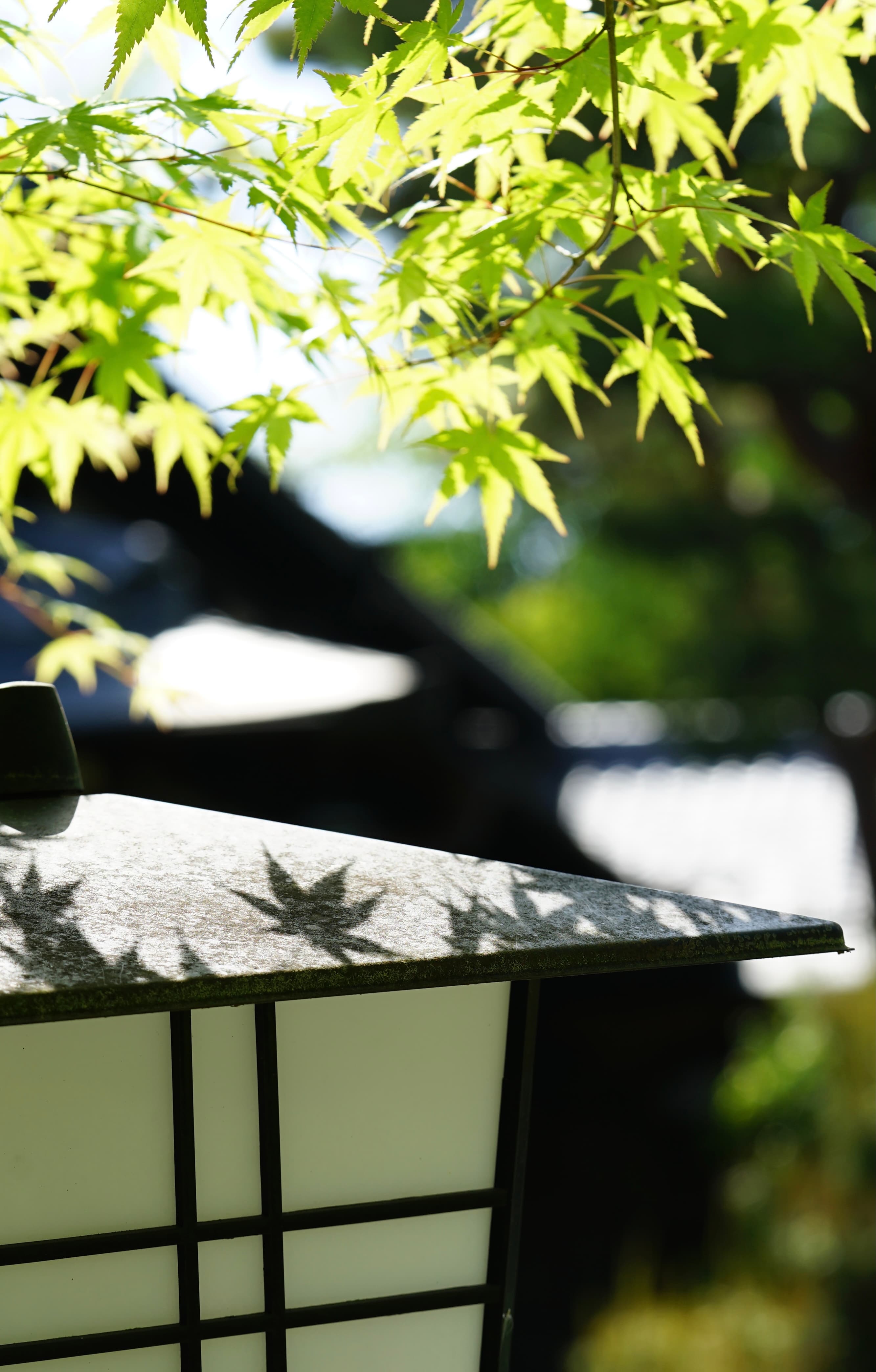 The Weathered Witness